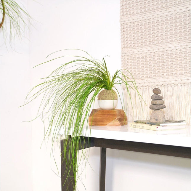 Bear Grass Kokedama - Sitting or Hanging - Preserved Moss and Fern Plant