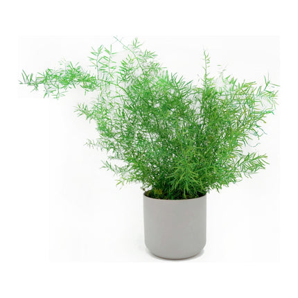Large Preserved Fern Potted Plant Options - No Watering
