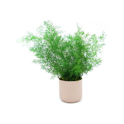 Large Preserved Fern Potted Plant Options - No Watering