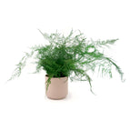 Featherleaf Fern / Blush