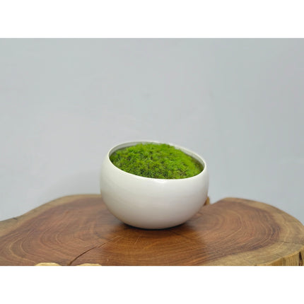 Preserved Moss in Modern White Asymmetrical Ceramic Bowl