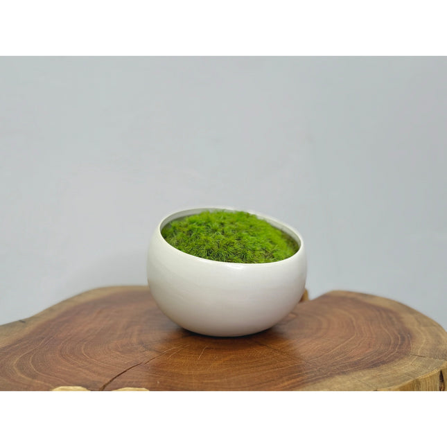 Preserved Moss in Modern White Asymmetrical Ceramic Bowl