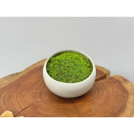Preserved Moss in Modern White Asymmetrical Ceramic Bowl