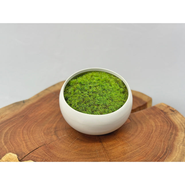 Preserved Moss in Modern White Asymmetrical Ceramic Bowl
