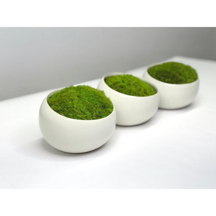 Preserved Moss in Modern White Asymmetrical Ceramic Bowl