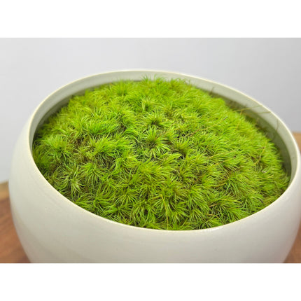 Preserved Moss in Modern White Asymmetrical Ceramic Bowl