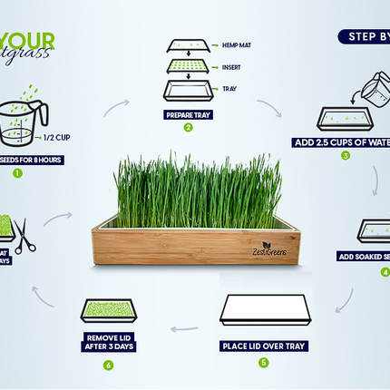 Organic Wheatgrass Growing Kit, Self Watering