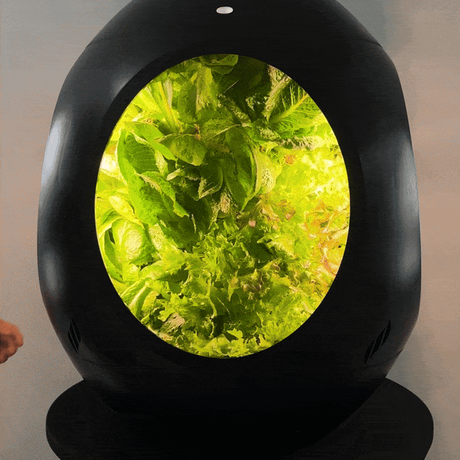Lettuce Mix