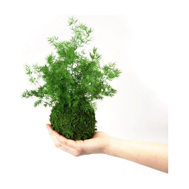 Handmade Preserved Pine Fern Kokedama