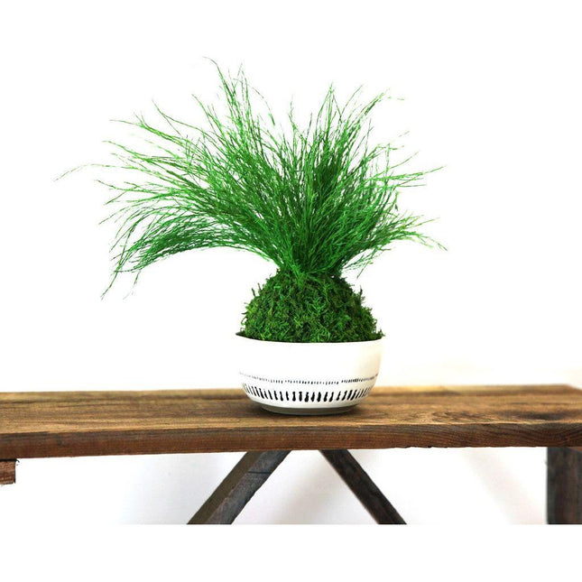 Preserved Grassy Fern Kokedama Handmade