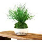 Sitting - Bowl not included / No Gift Message
