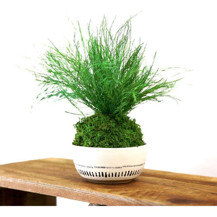 Preserved Grassy Fern Kokedama Handmade