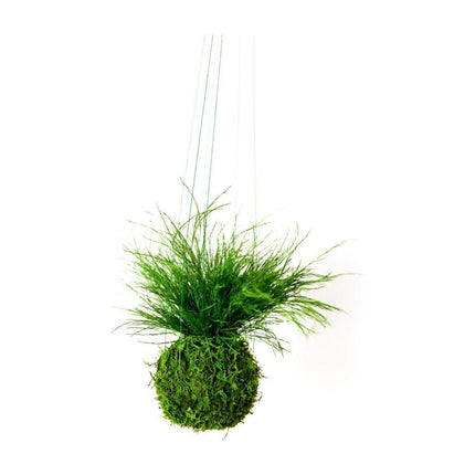 Preserved Grassy Fern Kokedama Handmade