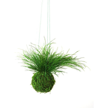 Preserved Grassy Fern Kokedama Handmade