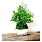 Sitting - Bowl Not Included / No Gift Message
