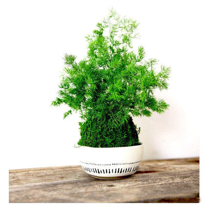 Handmade Preserved Pine Fern Kokedama