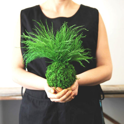Preserved Grassy Fern Kokedama Handmade