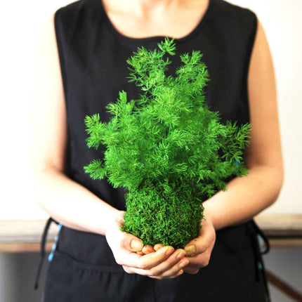 Handmade Preserved Pine Fern Kokedama