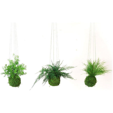 Handmade Preserved Pine Fern Kokedama