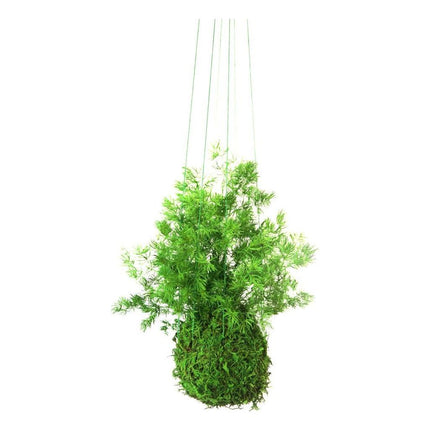 Set of 3 Preserved Fern Kokedama Sitting Moss and Fern Handmade
