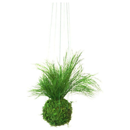 Set of 3 Preserved Fern Kokedama Sitting Moss and Fern Handmade