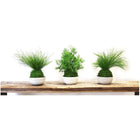 Set of 3 Preserved Fern Kokedama Sitting Moss and Fern Handmade