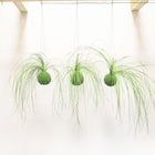 Handmade Set of 3 Preserved Bear Grass Kokedama