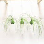 Hanging - Green String / Green Moss