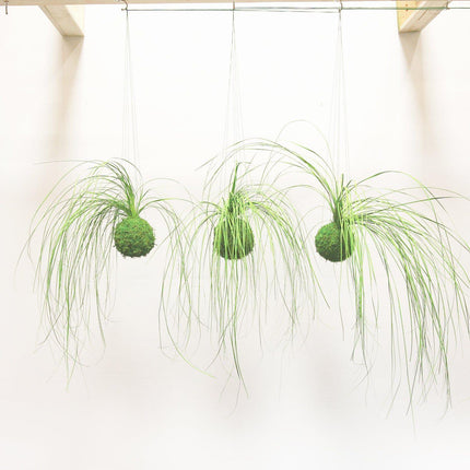 Handmade Set of 3 Preserved Bear Grass Kokedama