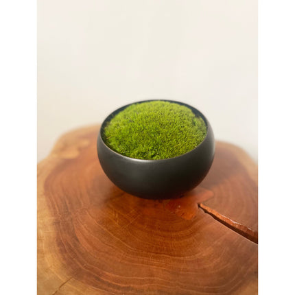 Preserved Moss in Modern Black Asymmetrical Ceramic Bowl