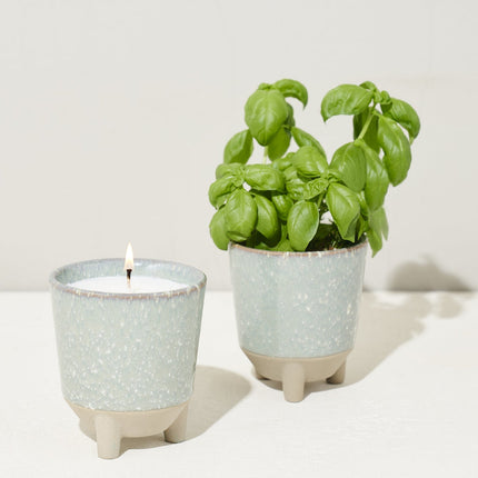 Glow & Grow Kits