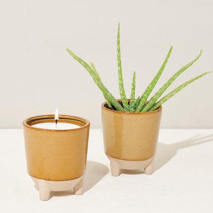 Glow & Grow Kits