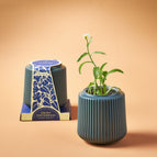 Daisy Daydream / Forest Planter