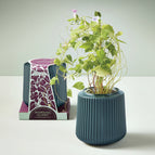 Morning Glory / Forest Planter