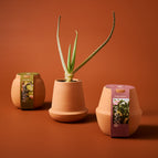 Aloe+Bonsai+Cactus 3pk