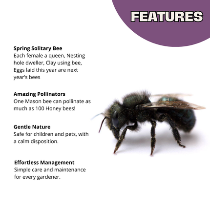 Chalet Bee House & Complete Kit including Bee Certificate