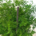 Hanging - Green String / 