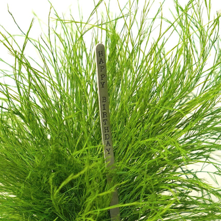 Preserved Grassy Fern Kokedama Handmade