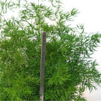 Hanging - Green String / 