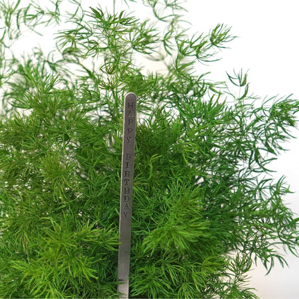 Handmade Preserved Pine Fern Kokedama