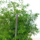 Hanging - Green String / 