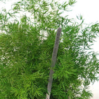 Hanging - Green String / 