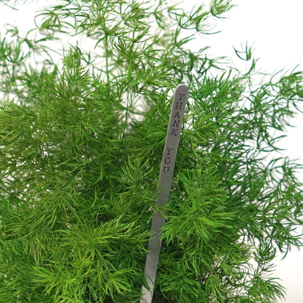Handmade Preserved Pine Fern Kokedama