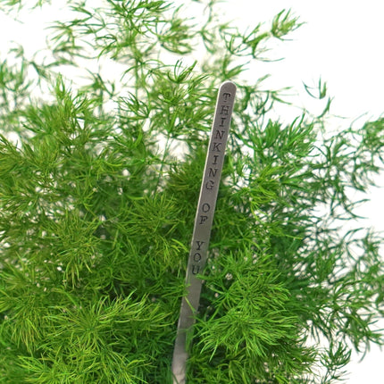 Handmade Preserved Pine Fern Kokedama