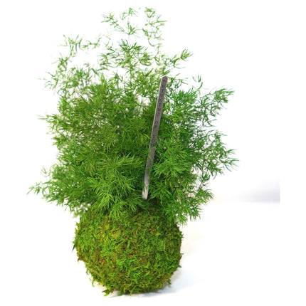 Handmade Preserved Pine Fern Kokedama