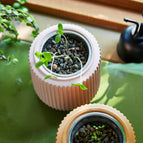 Morning Glory / Blush Planter