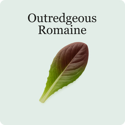 Lettuce Mix