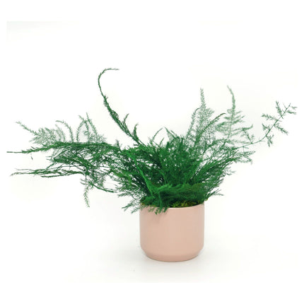 Ceramic Small Pot with Preserved Moss and Ferns Handmade, Single Pot- no water required