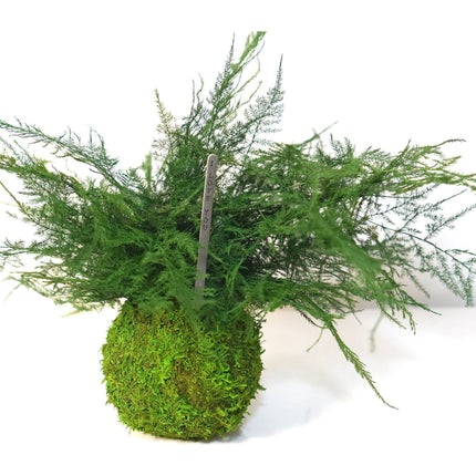 Featherleaf Fern Kokedama - Sitting or Hanging - Preserved Moss and Fern Plant
