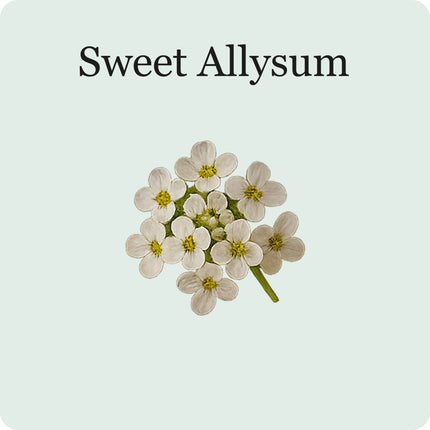 Edible Flower Mix